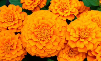 The Marigold’s Cheerful Burst: Finding “Sukoon Ke Pal” in Mumbai’s Rainy Hues