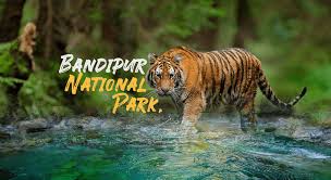 The Wild Serenity: Finding “Sukoon Ke Pal” in Bandipur National Park